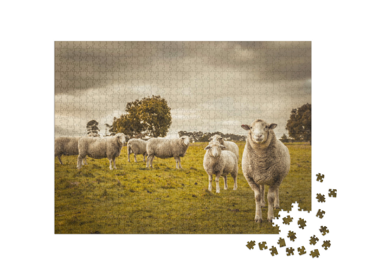 Puzzle 1000 pezzi „Pecore al pascolo“