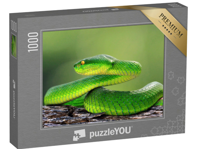 Puzzle 1000 pezzi „Serpente viperino verde su un ramo, trimeresuru albolabris“