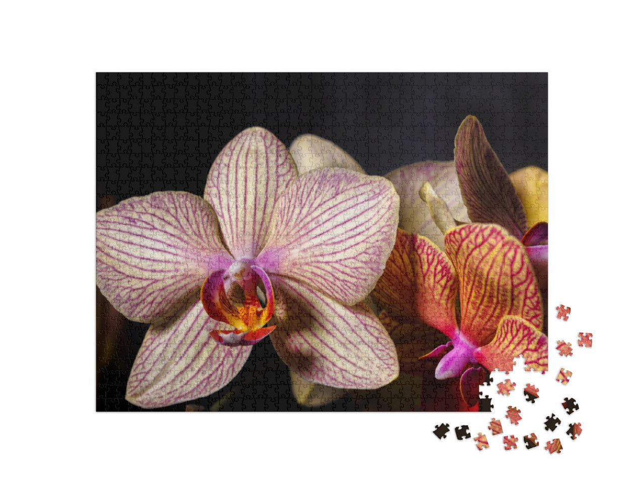 Puzzle 1000 pezzi „Bellissimo fiore di orchidea giallo-rosa in primo piano“