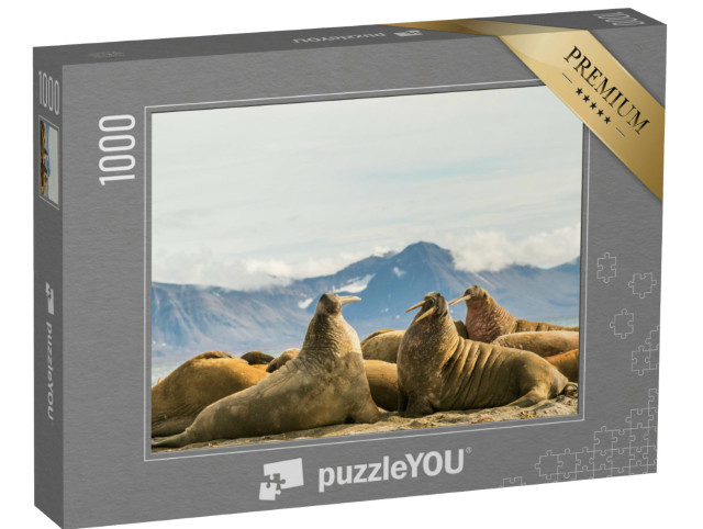 Puzzle 1000 pezzi „Gruppo di trichechi al sole a Prins Karls Forland, Svalbard“