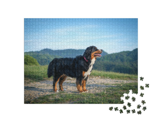 Puzzle 1000 pezzi „Un cane da montagna bernese prende il sole di sera“