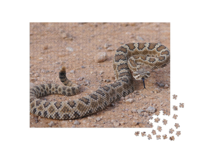 Puzzle 1000 pezzi „Serpente a sonagli pericoloso, arrotolato e pronto ad attaccare“