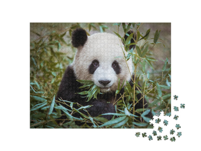 Puzzle 1000 pezzi „Panda gigante, bocca piena di bambù“