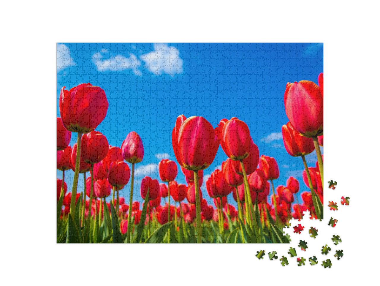 Puzzle 1000 pezzi „Tulipani rossi dal basso“