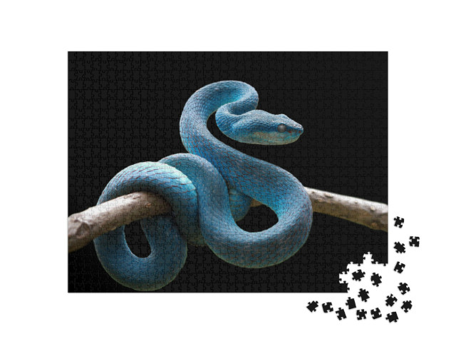 Puzzle 1000 pezzi „Serpente viperino blu su un ramo, Trimeresurus Insularis“