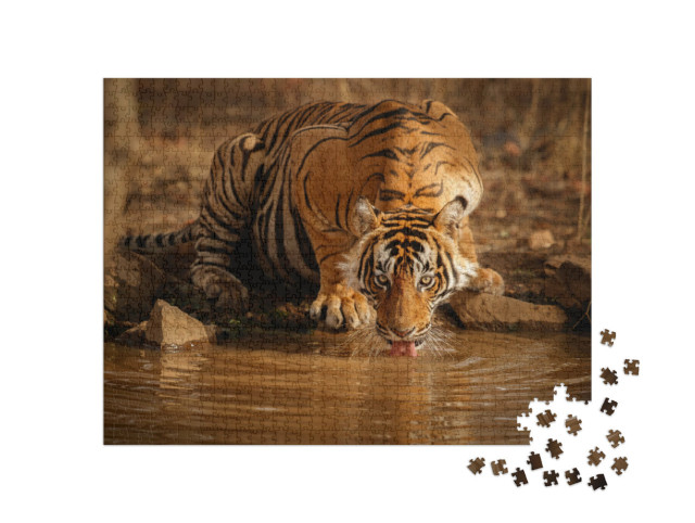 Puzzle 1000 pezzi „Tigre in libertà: maschio di tigre che beve acqua nel Rajasthan, India“