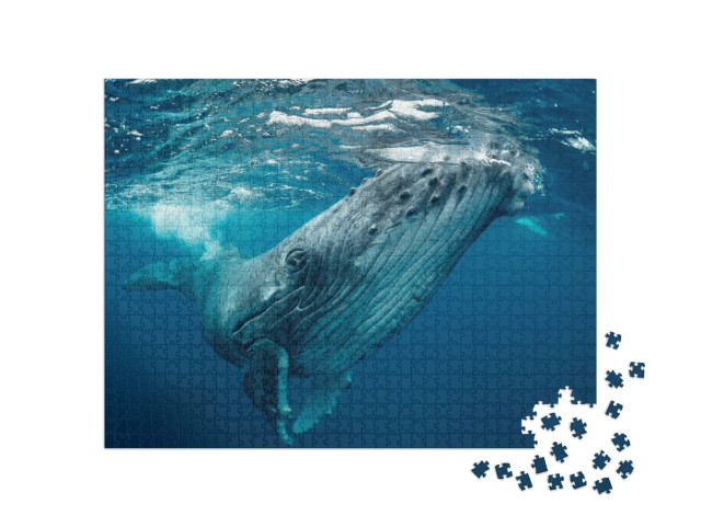 Puzzle 1000 pezzi „Balene, Tonga“