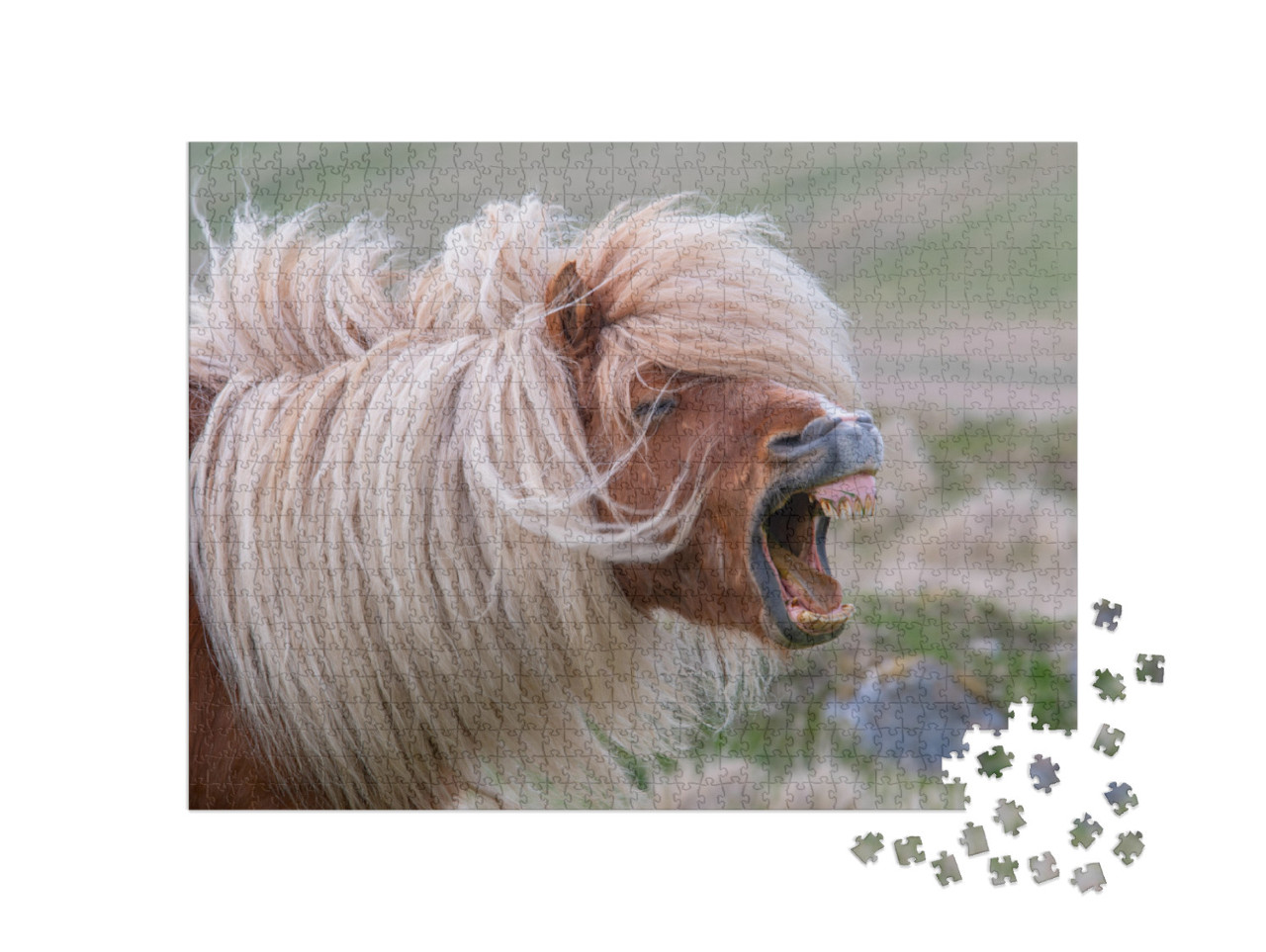 Puzzle 1000 pezzi „Pony Shetland che nitrisce con una criniera selvaggia“