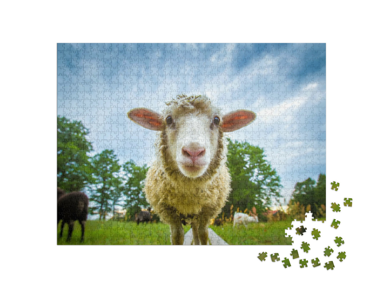 Puzzle 1000 pezzi „Occhio a occhio con una pecora“