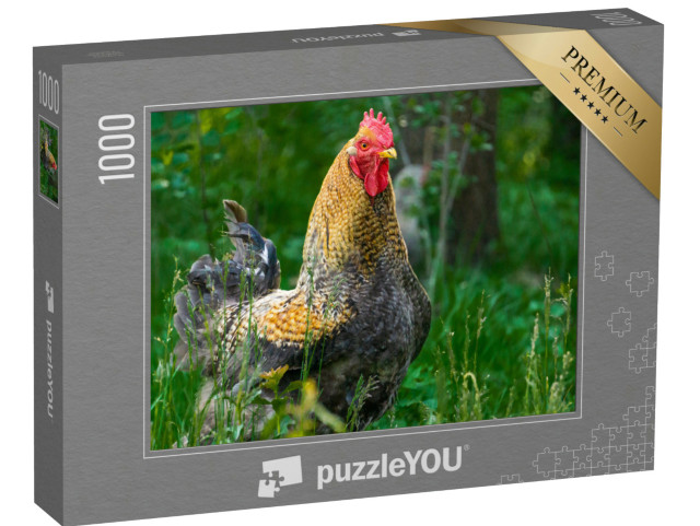Puzzle 1000 pezzi „Un gallo orgoglioso in un prato“