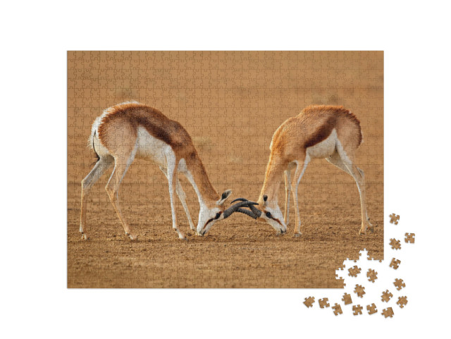 Puzzle 1000 pezzi „Due antilopi springbok maschi in lotta, Kalahari“