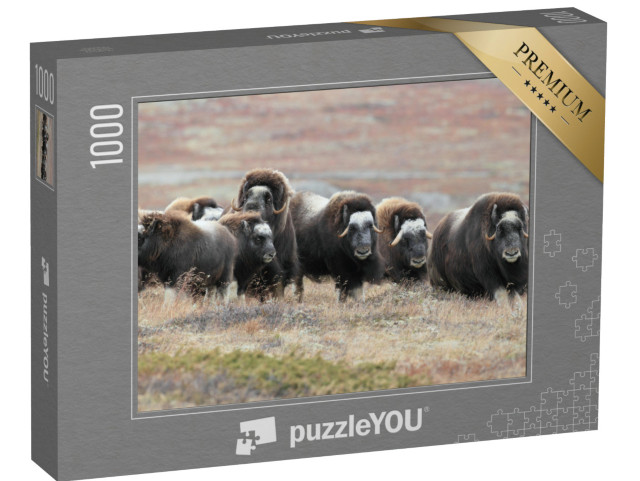 Puzzle 1000 pezzi „Una mandria di buoi muschiati nel Parco Nazionale di Dovrefjell, Norvegia“