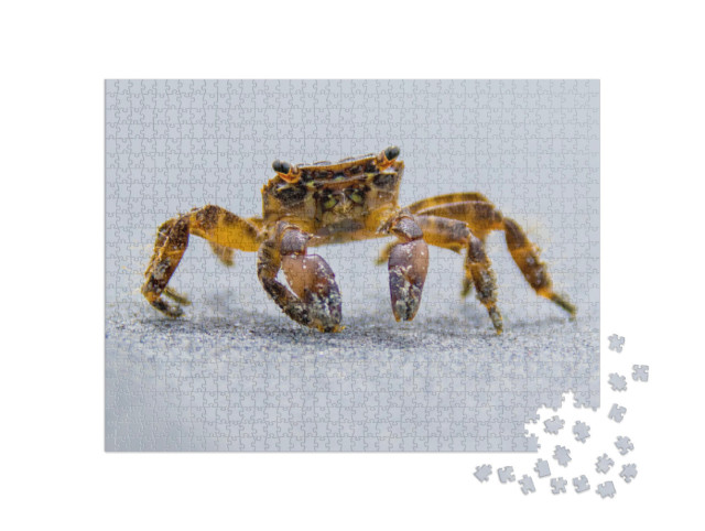 Puzzle 1000 pezzi „Granchio di terra che cammina in riva al mare“