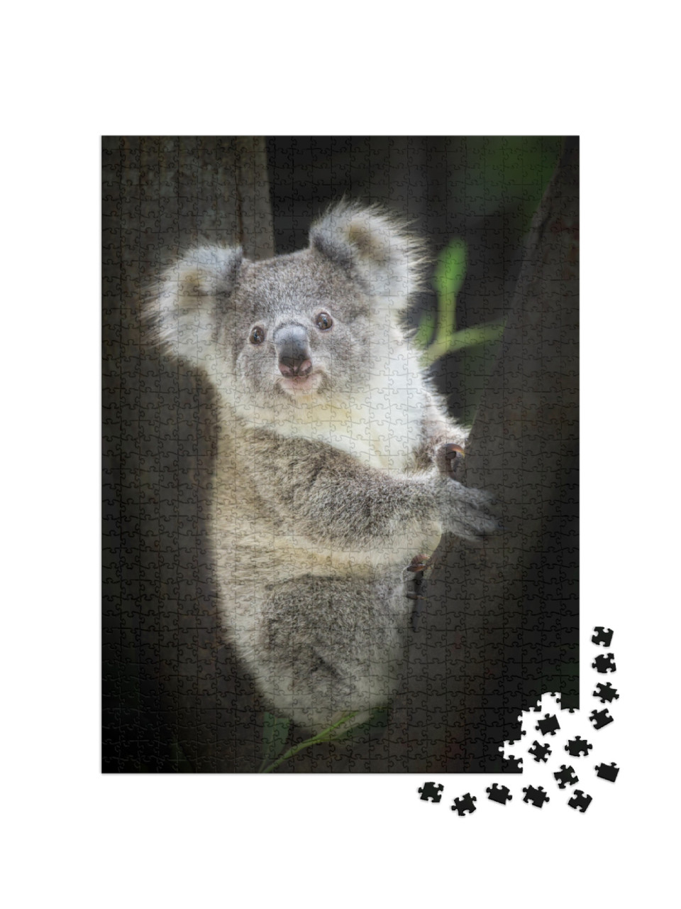 Puzzle 1000 pezzi „Koala allo zoo“