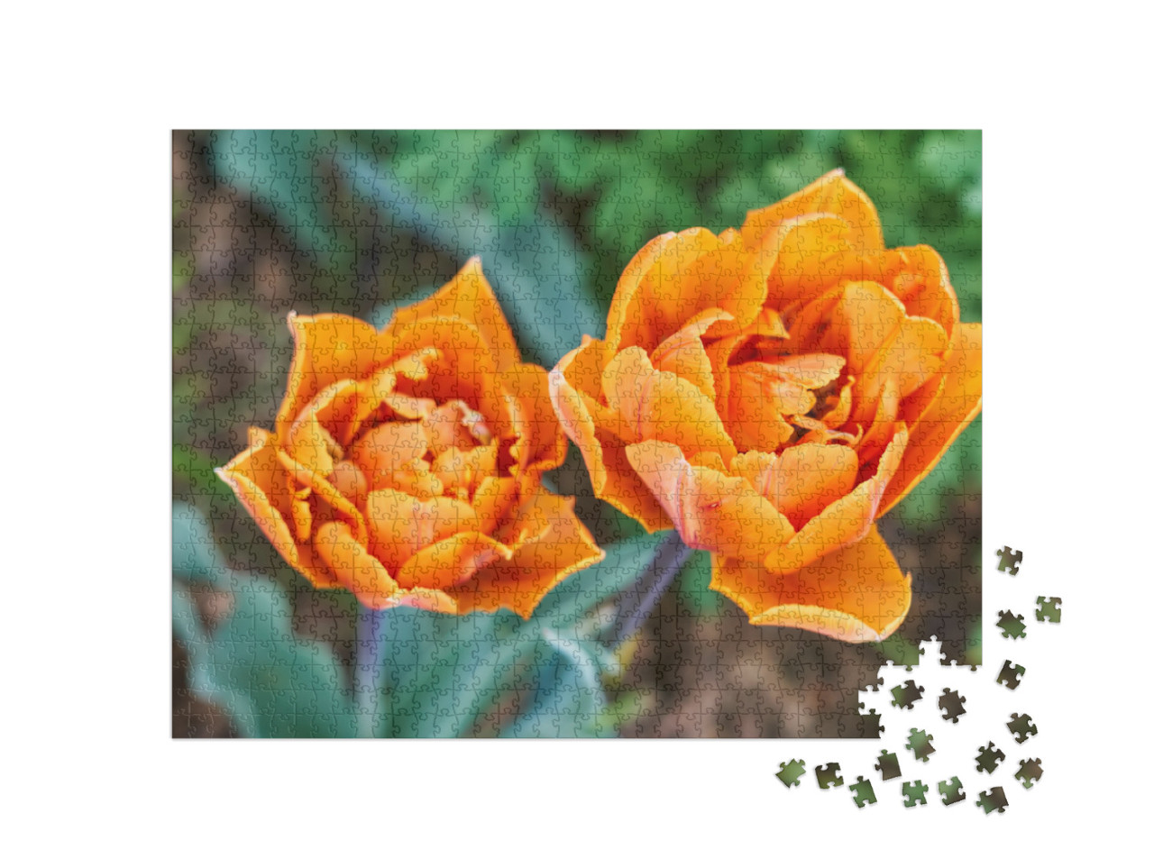 Puzzle 1000 pezzi „Tulipani arancioni“