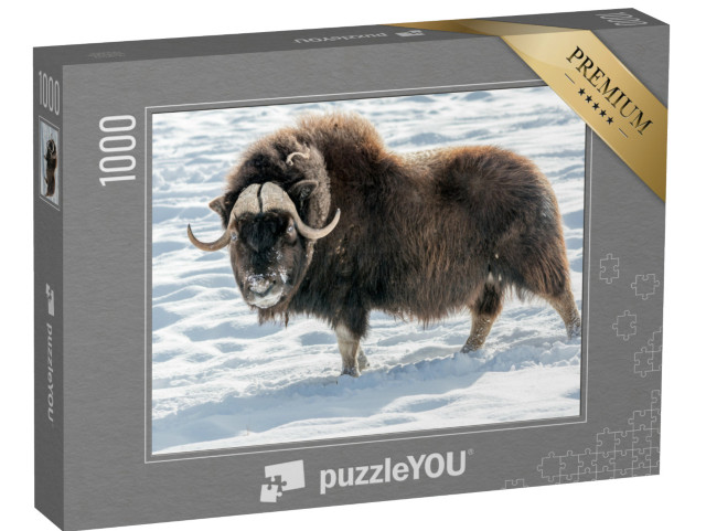 Puzzle 1000 pezzi „Bue muschiato nella neve“