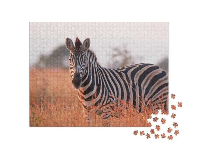 Puzzle 1000 pezzi „Una zebra di pianura: Equus quagga nel Parco Nazionale Kruger in Sudafrica“