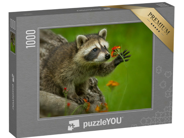 Puzzle 1000 pezzi „Procione in Minnesota in condizioni controllate“