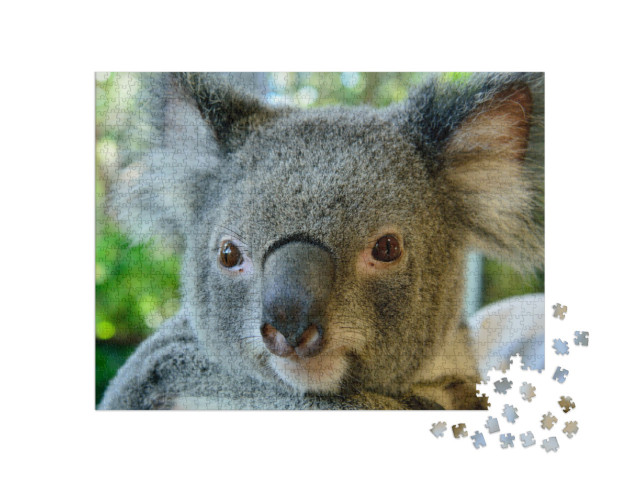 Puzzle 1000 pezzi „Bellissimo ritratto di un koala“