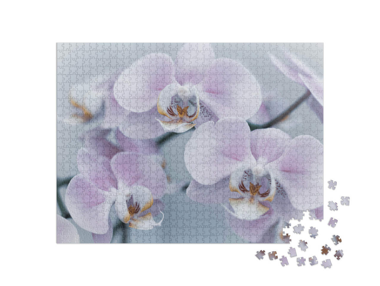 Puzzle 1000 pezzi „Bellissima orchidea delicata“