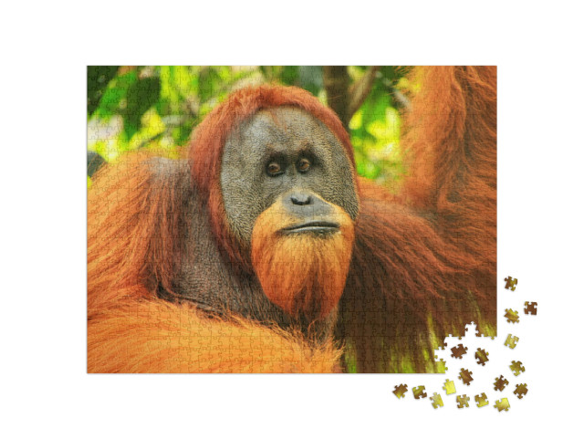 Puzzle 1000 pezzi „Ritratto di un orango di Sumatra maschio, Indonesia“