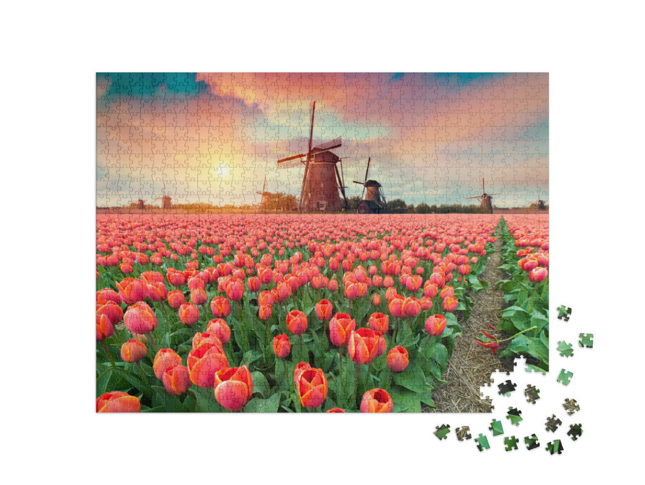 Puzzle 1000 pezzi „Tramonto su mulini a vento e tulipani, Paesi Bassi“