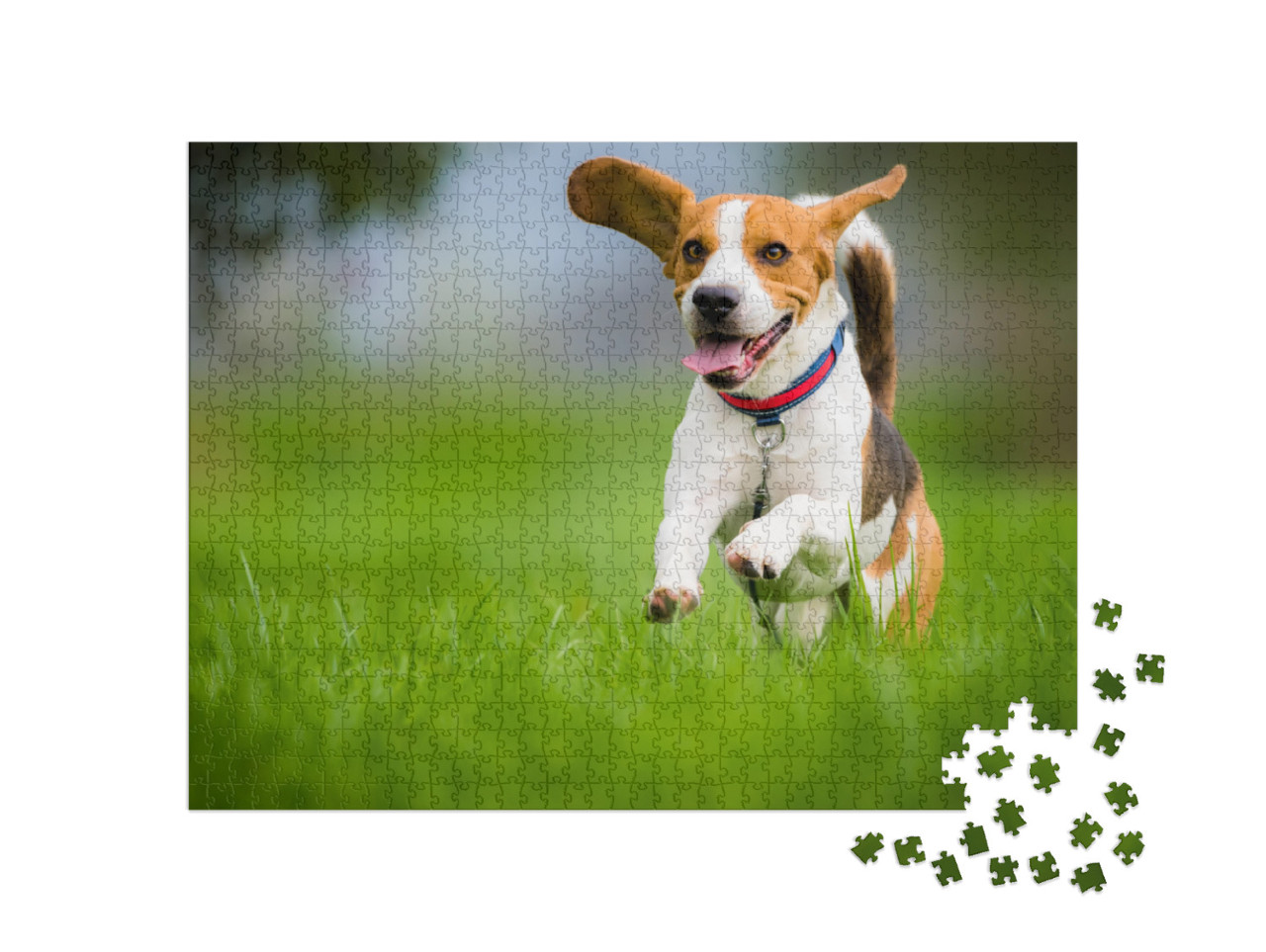 Puzzle 1000 pezzi „Un beagle in primavera“