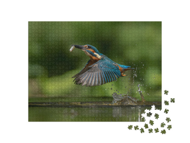 Puzzle 1000 pezzi „Martin pescatore europeo, Alcedo atthis, con un pesce come preda“