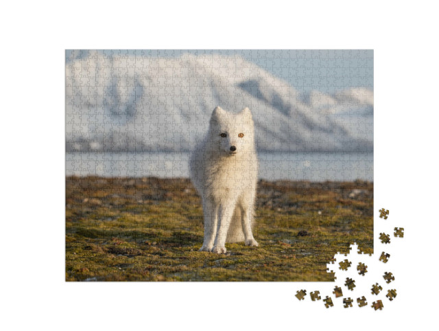 Puzzle 1000 pezzi „Volpe artica sotto i raggi del tramonto“