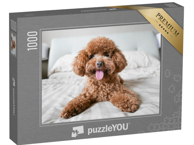 Puzzle 1000 pezzi „Un simpatico barboncino giocattolo sul letto“