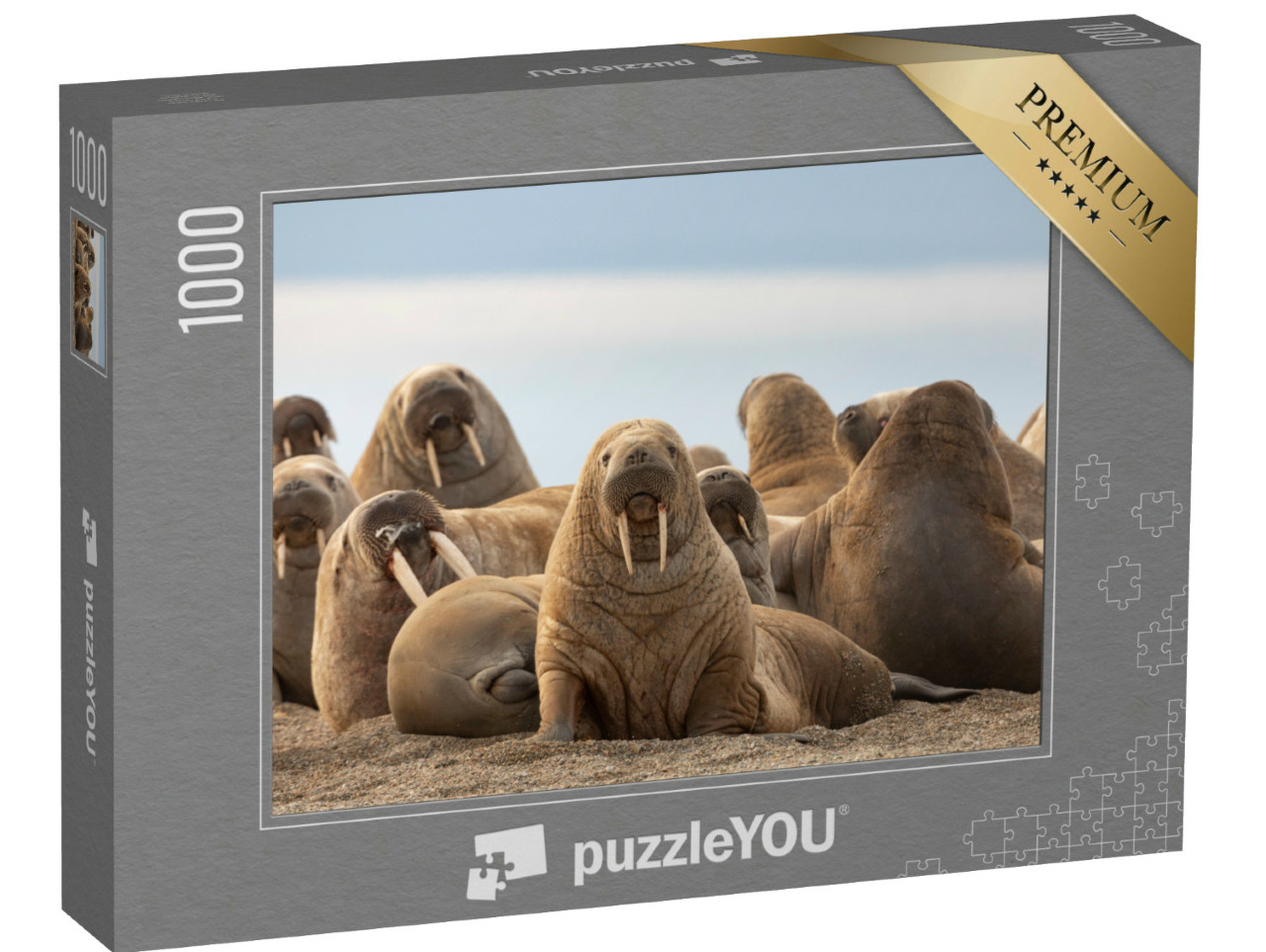 Puzzle 1000 pezzi „Un gruppo di trichechi sulla spiaggia sabbiosa“
