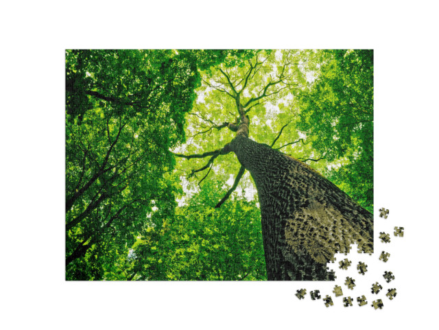Puzzle 1000 pezzi „Foresta naturale“
