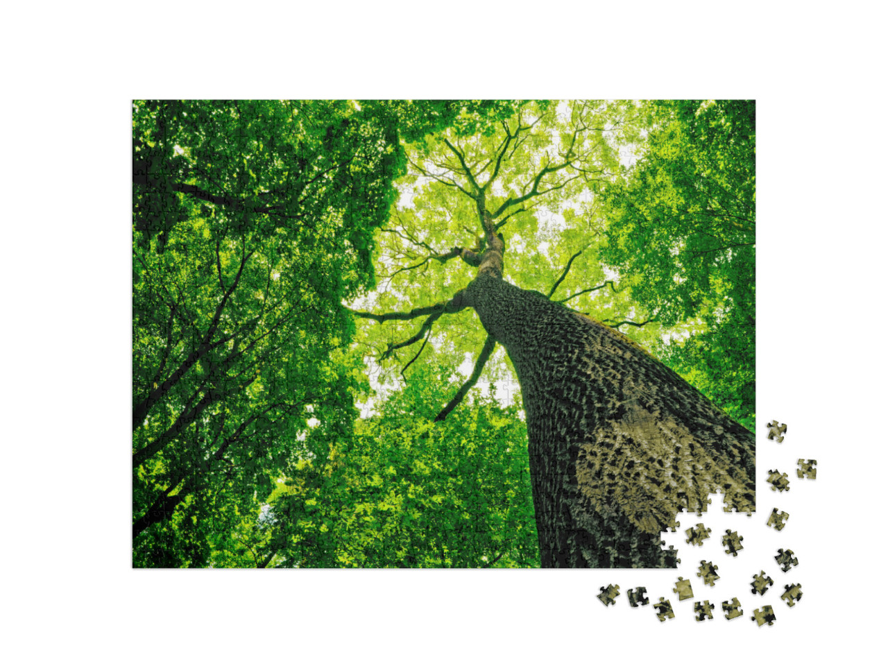Puzzle 1000 pezzi „Foresta naturale“