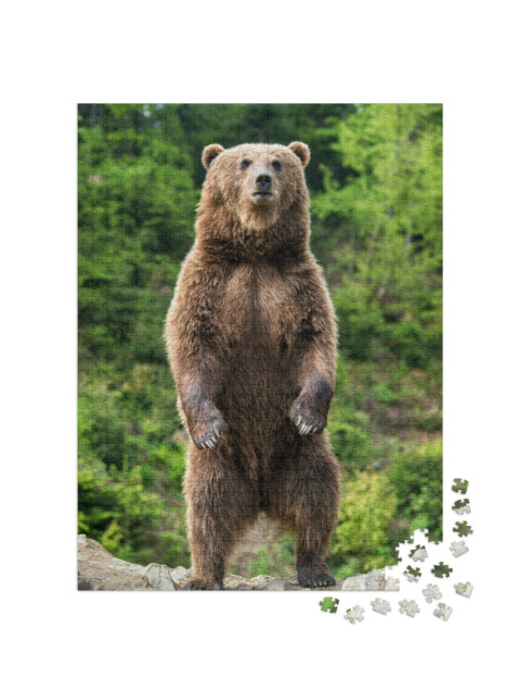 Puzzle 1000 pezzi „Un orso bruno in primavera“