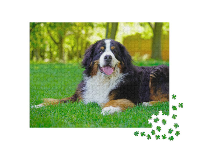 Puzzle 1000 pezzi „Cane da montagna bernese di grossa taglia sul prato“