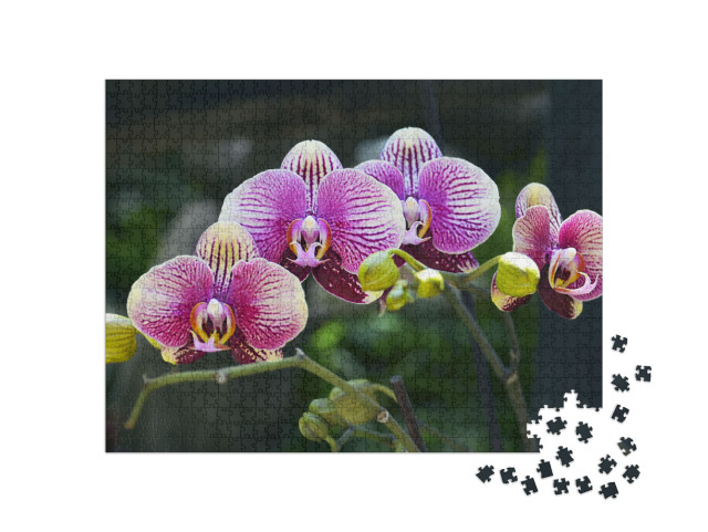 Puzzle 1000 pezzi „Le orchidee fioriscono nel giardino tropicale“
