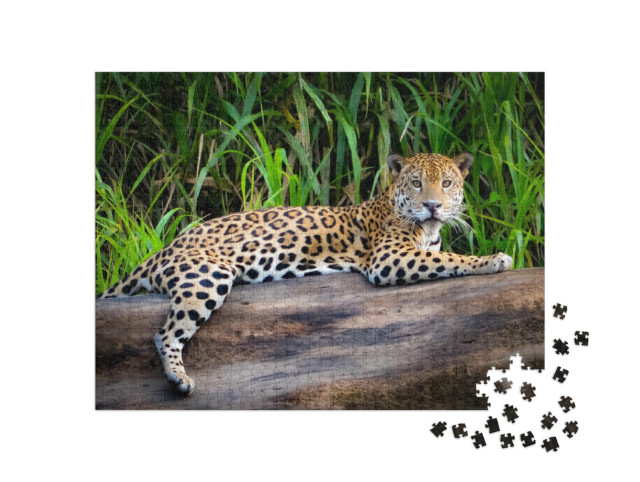 Puzzle 1000 pezzi „Un giaguaro nell'Amazzonia peruviana“