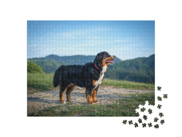 Puzzle 1000 pezzi „Un cane da montagna bernese prende il sole di sera“