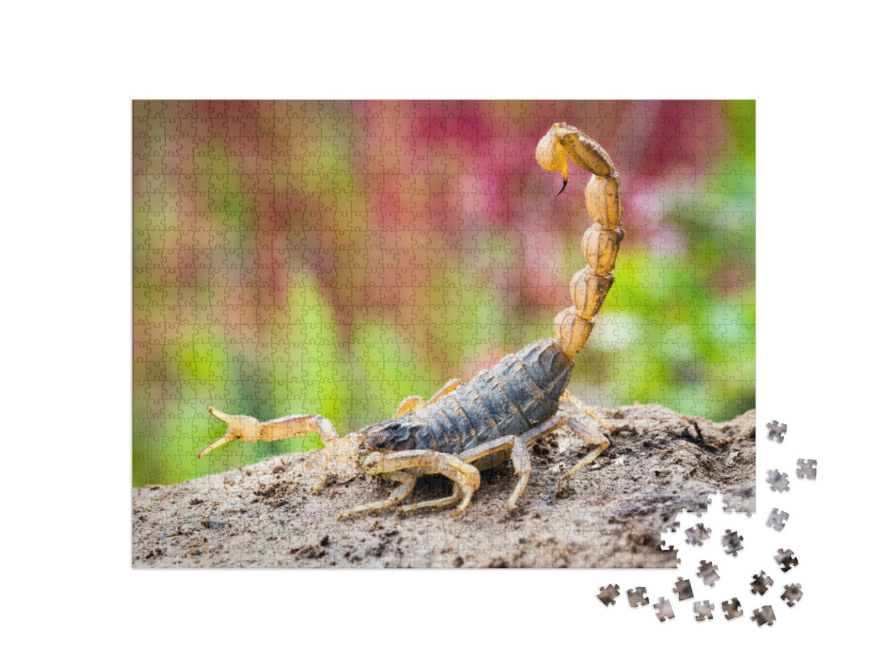 Puzzle 1000 pezzi „Scorpione in posizione di attacco“