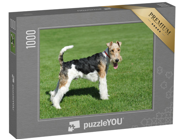 Puzzle 1000 pezzi „Fox Terrier a pelo corto“