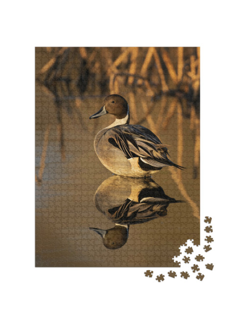 Puzzle 1000 pezzi „Coda di cavallo in luce dorata con canneto sullo sfondo“