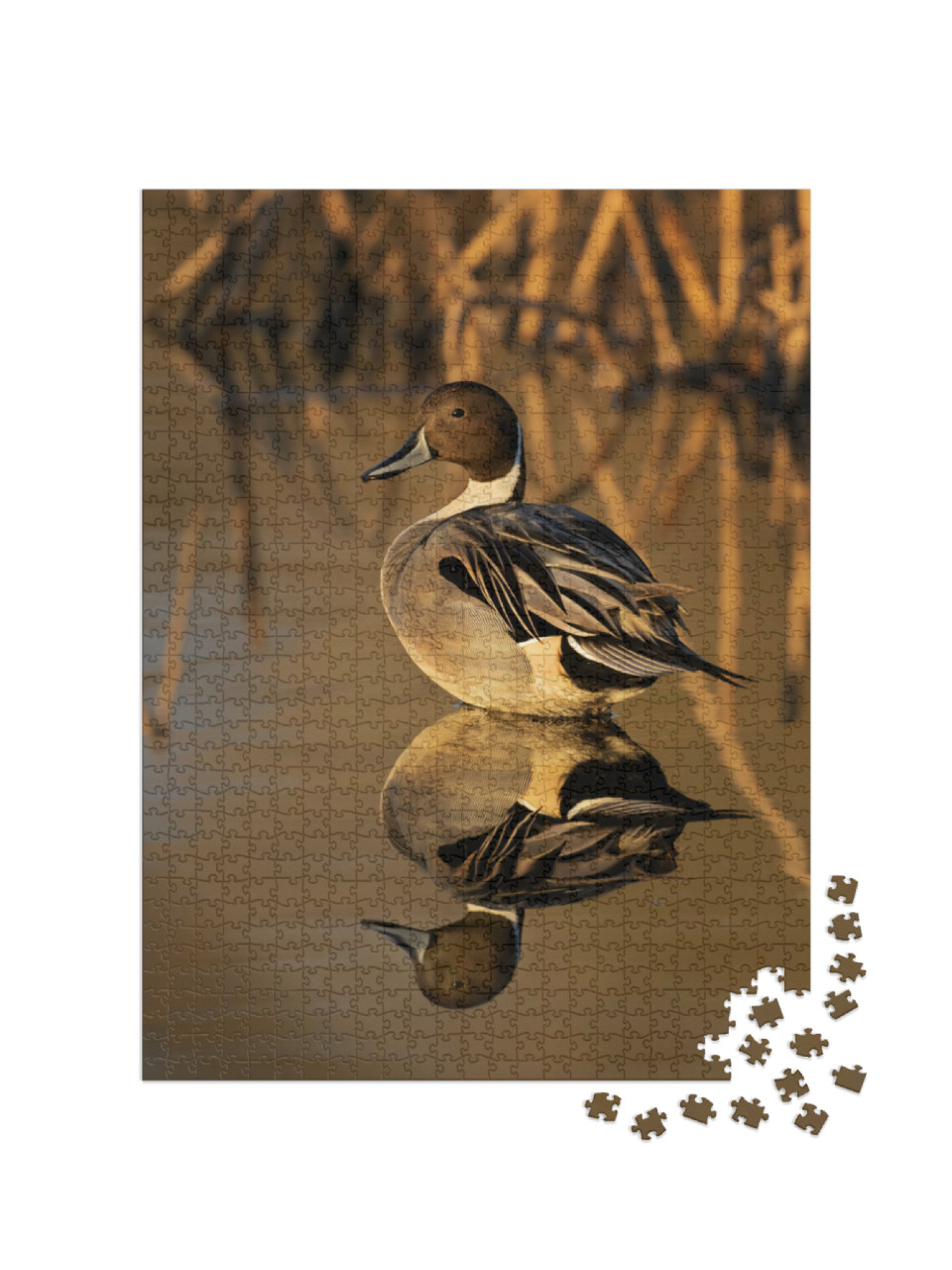 Puzzle 1000 pezzi „Coda di cavallo in luce dorata con canneto sullo sfondo“