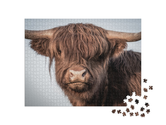 Puzzle 1000 pezzi „Ritratto di una mucca delle Highlands scozzesi“