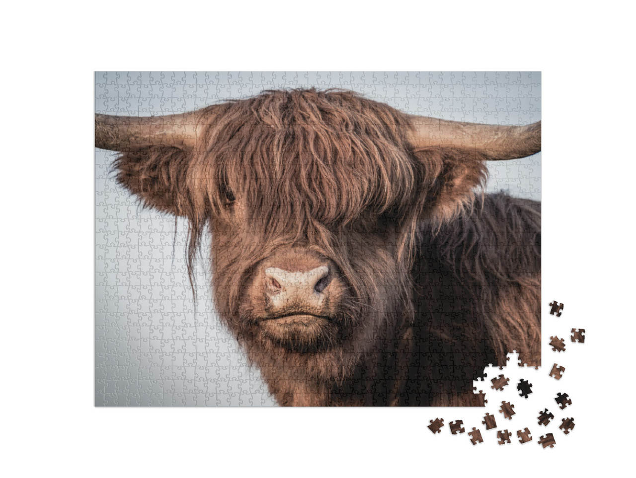 Puzzle 1000 pezzi „Ritratto di una mucca delle Highlands scozzesi“