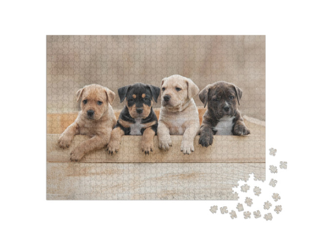 Puzzle 1000 pezzi „Cuccioli di American Staffordshire Terrier in scatola“