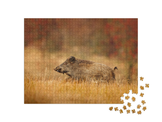 Puzzle 1000 pezzi „Grande cinghiale che corre in un prato“