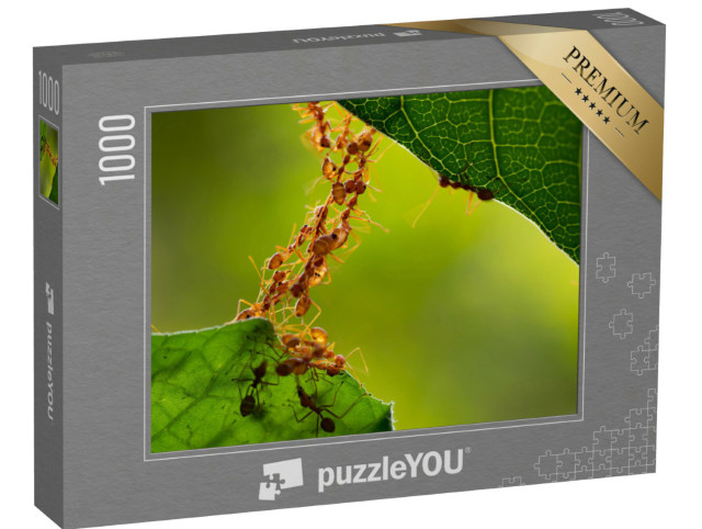Puzzle 1000 pezzi „Un ponte di formiche“