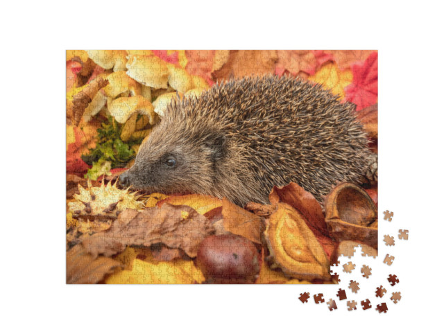 Puzzle 1000 pezzi „Ricci in autunno con castagne e foglie autunnali colorate“