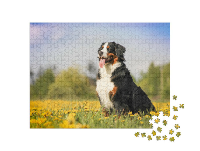 Puzzle 1000 pezzi „Cane da montagna bernese in un bellissimo prato fiorito di primavera“