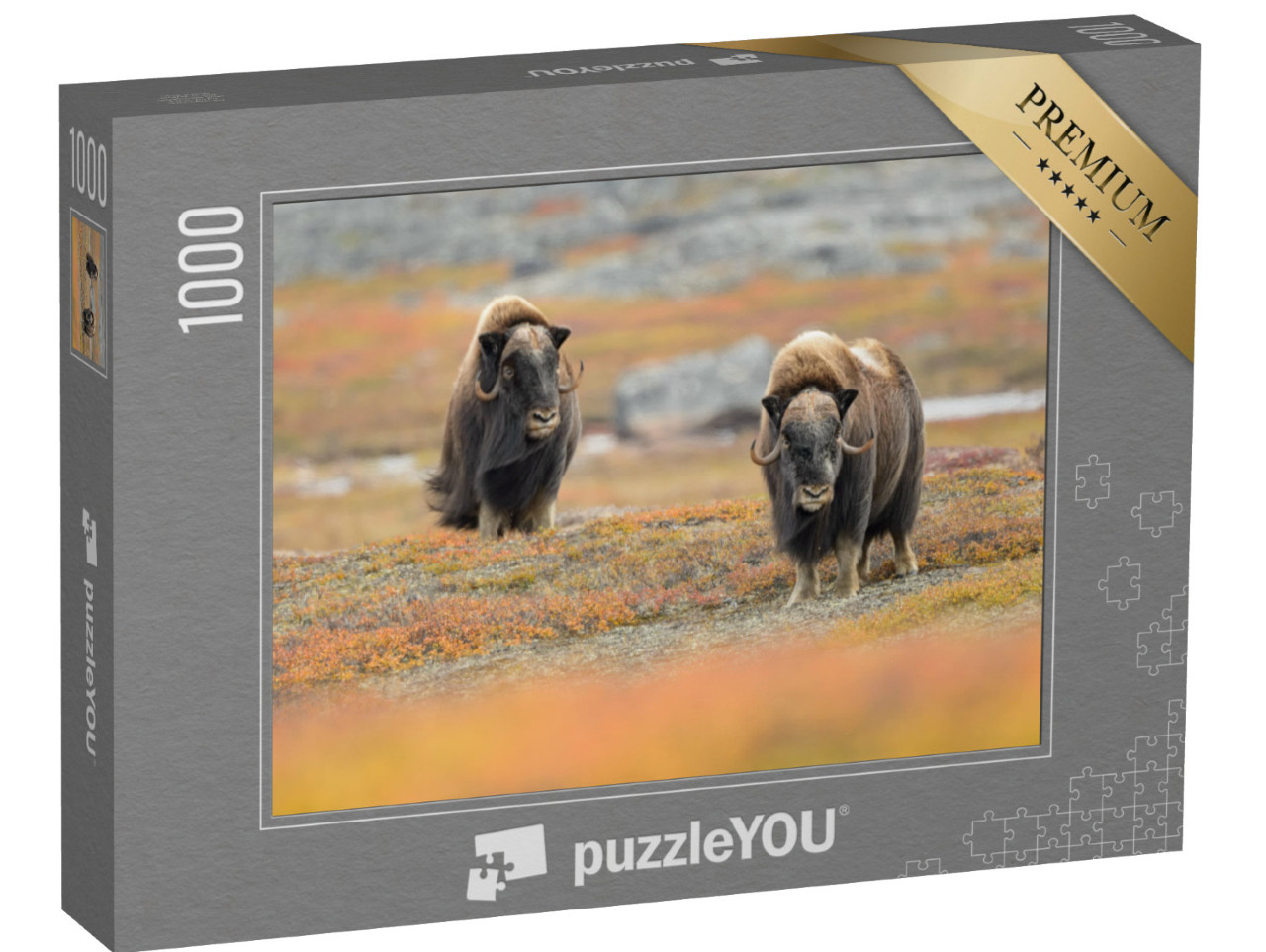 Puzzle 1000 pezzi „Buoi muschiati nel loro habitat naturale“